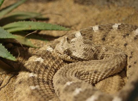 Crotalus cerastes som ogsaa er kendt som Sidewinderen og er en del af klapperslangearterne giftig slange krybdyr