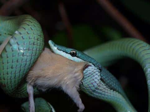Philodryas baroni med en stor mus - krybdyr slanger