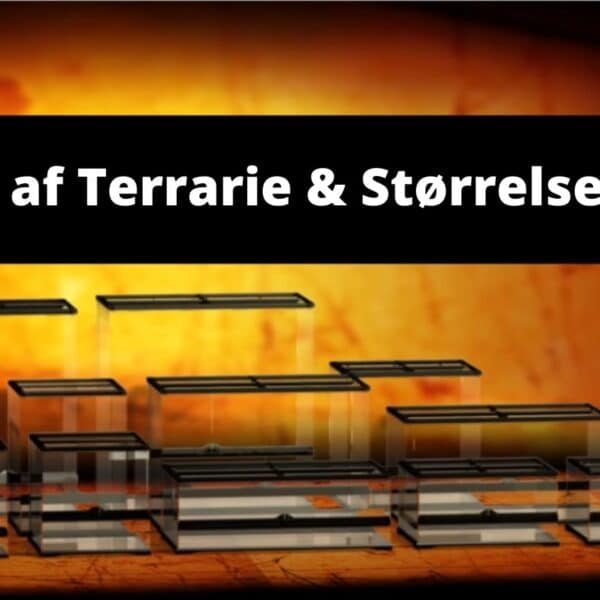 Terrarie: Guide til valg og størrelse af terrarium