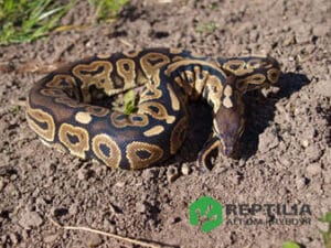 Konge Python Kongepyton (Python regius) - Reptilia.dk