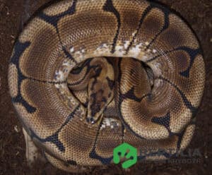 Konge Python Kongepyton (Python regius) - Reptilia.dk