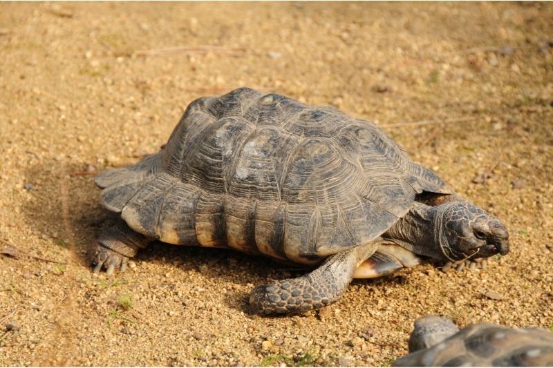 Skildpadder som kæledyr: Komplet guide