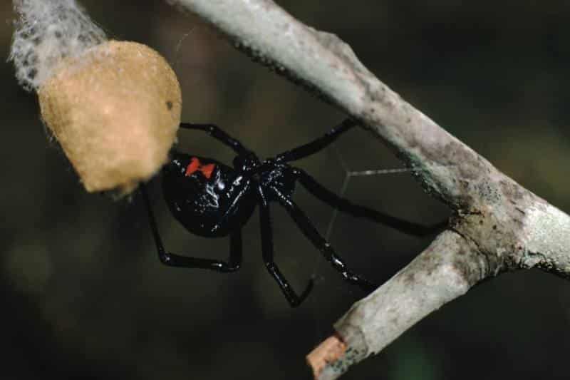 Den sorte enke - Latrodectus mactans