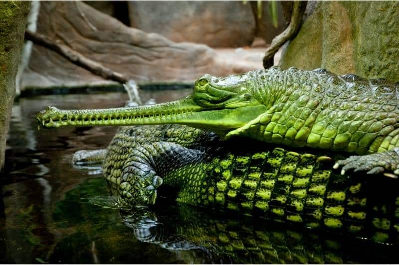 Gavial krokodillen - gavialis gangeticus