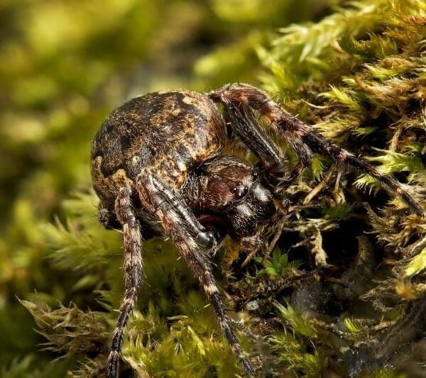 Giftige edderkopper i Danmark – De 12 der kan bide
