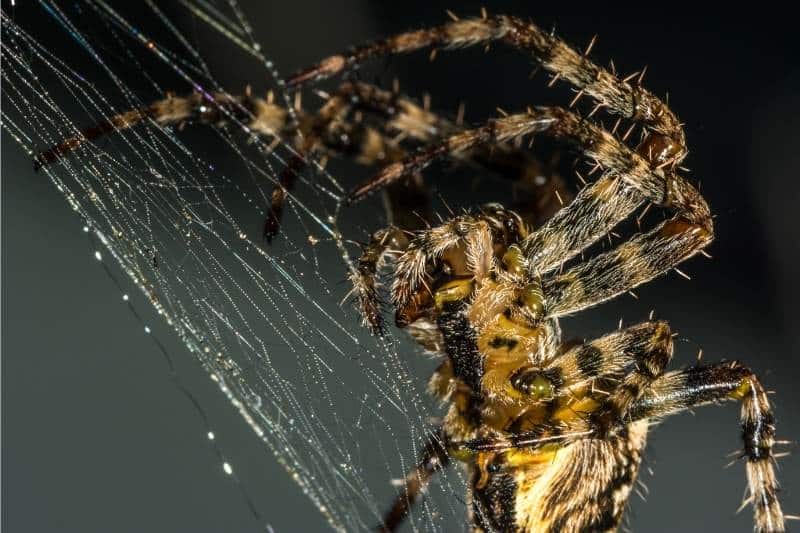 lukke justering licens Giftige edderkopper i Danmark - De 12 der kan bide