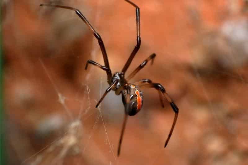 Rødrygget edderkop - Latrodectus hasselti