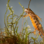 Salamander i Danmark lær de 3 arter at kende