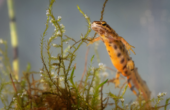 Salamander i Danmark – Lær de 3 arter at kende