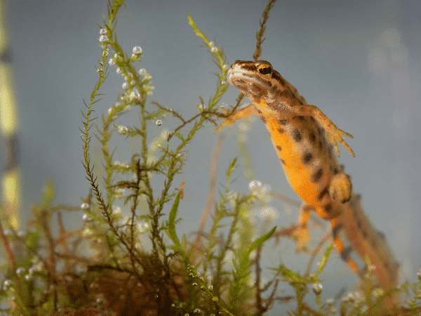 Salamander i Danmark lær de 3 arter at kende