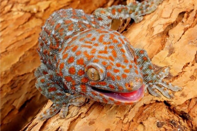 Tokaygekko - Gekko gecko