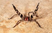Verdens giftigste edderkopper: De 10 farligste