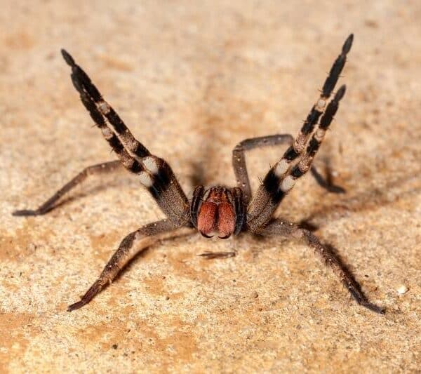 Verdens giftigste edderkopper