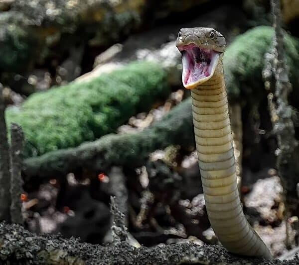 Verdens giftigste slanger