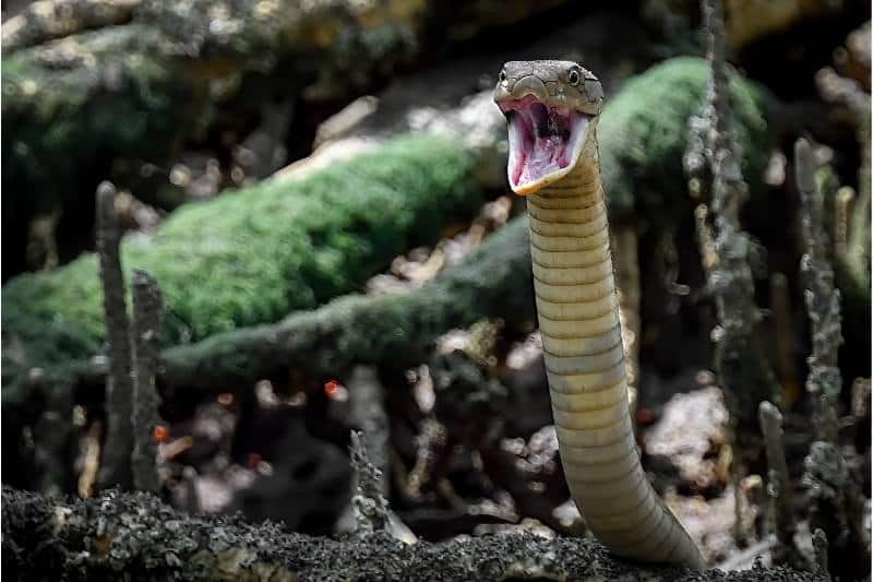Verdens giftigste slanger