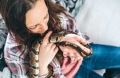 Køb og salg af slanger: Det skal du være opmærksom på, når du vælger din slange