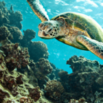 9 super cool ting du skal vide om havskildpadder