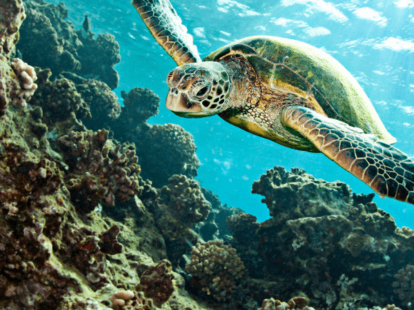 9 super cool ting du skal vide om havskildpadder