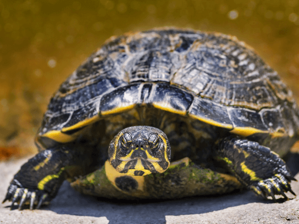 Guide til pasning af sumpskildpadde