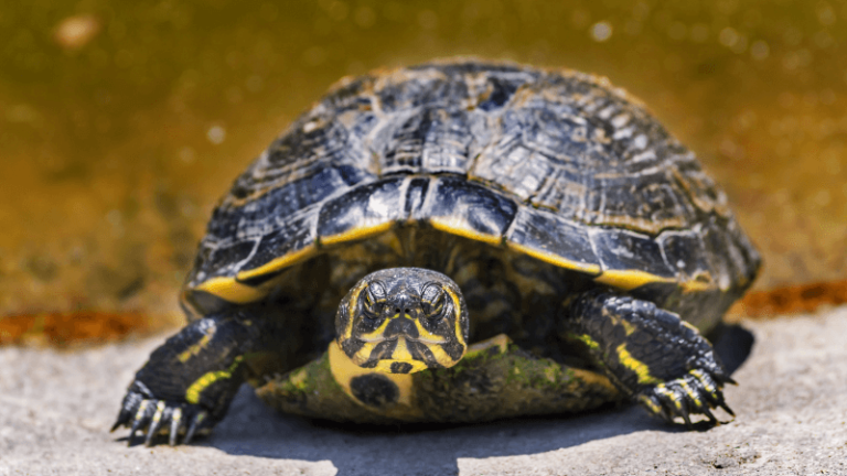 Guide til pasning af sumpskildpadde