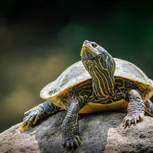Indretning af sumpskildpaddens terrarie eller akvarie