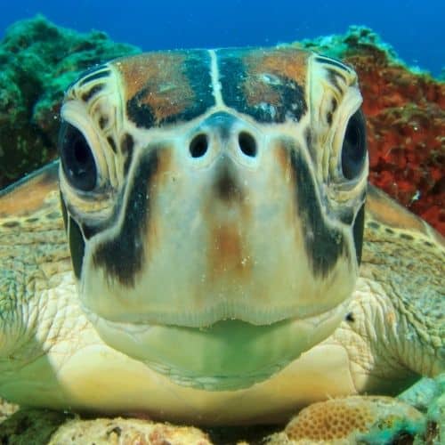 Sjove facts om havskildpadder du maaske ikke kender til