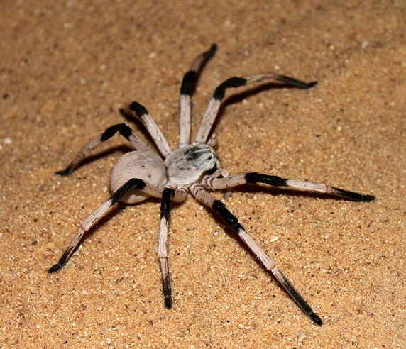 Cerbalus Aravaensis - huntsman spider