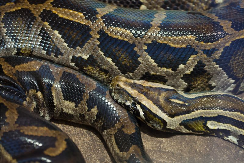 Den burmesiske pythonslange (Python bivitattus)