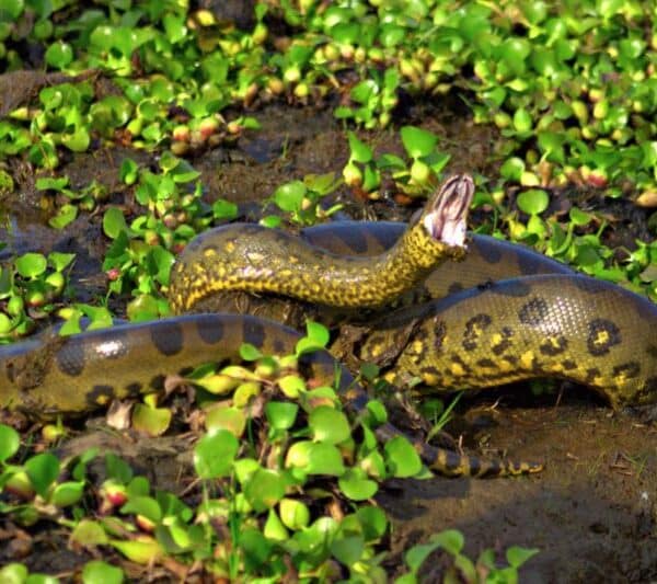 Den grønne anakonda (Eunectes murinus) - verdens største slange