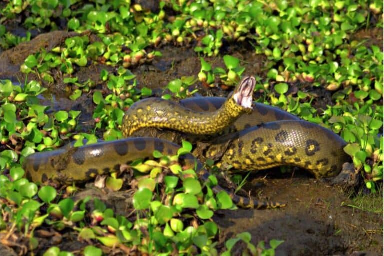 Den grønne anakonda (Eunectes murinus) - verdens største slange
