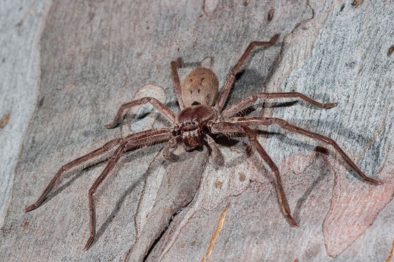 Giant Huntsman Spider - Heteropoda maxima