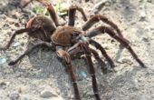 Verdens største edderkop – Se de 10 største her