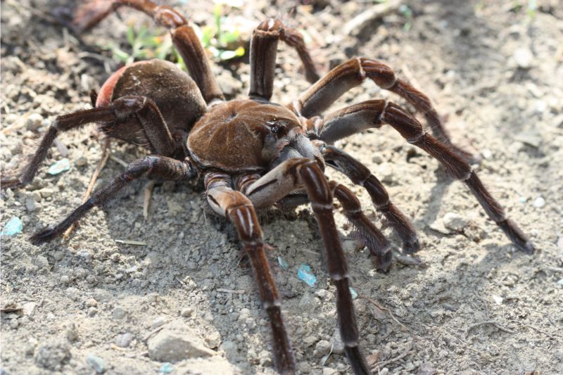 Verdens største edderkop – Se de 10 største her