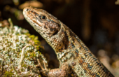 Skovfirben (Almindeligt firben) Zootoca vivipara