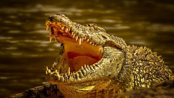 Stor brun krokodille