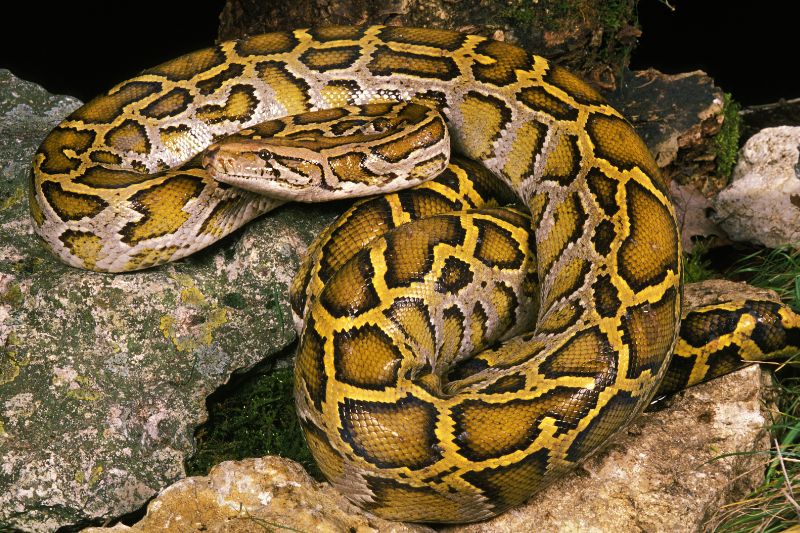 Tigerpythonen (Python molurus)