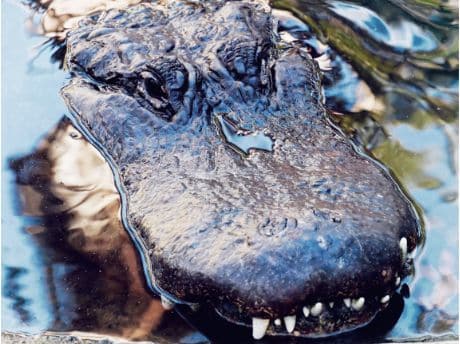 aligator snude