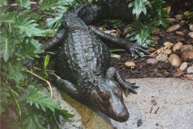 alligator farve