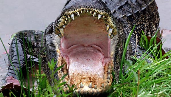 alligator med åben mund
