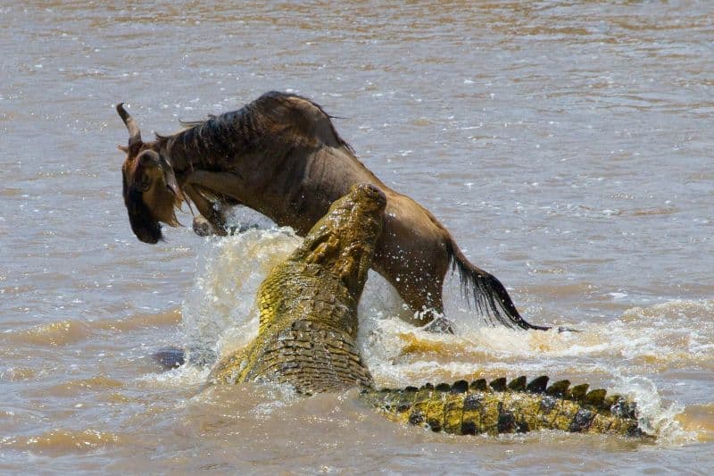 krokodille angriber gnu