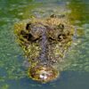 Krokodille vs. Alligator: 8 ting der adskiller de to arter