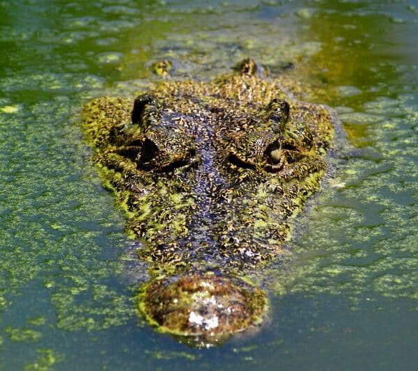 Krokodille vs. Alligator: 8 ting der adskiller de to arter