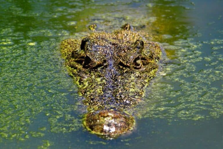krokodille vs alligator