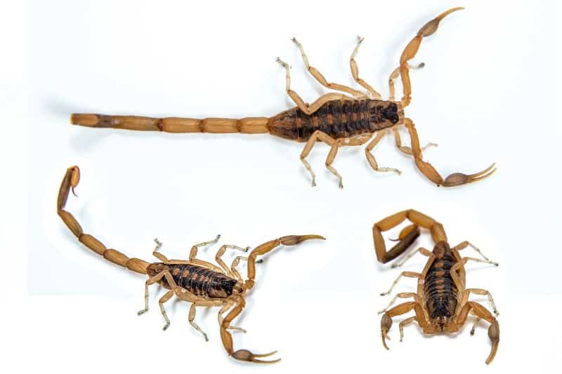 Skorpion brun