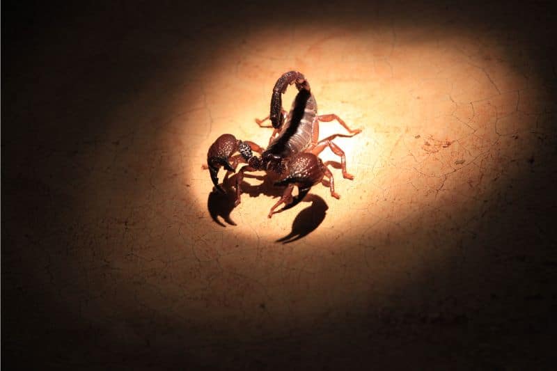 skorpion er et natdyr