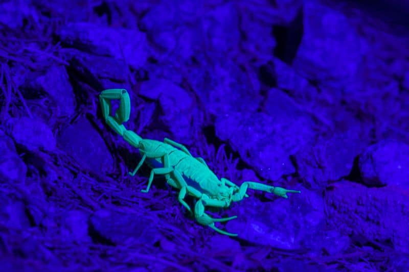 skorpion under UV lys