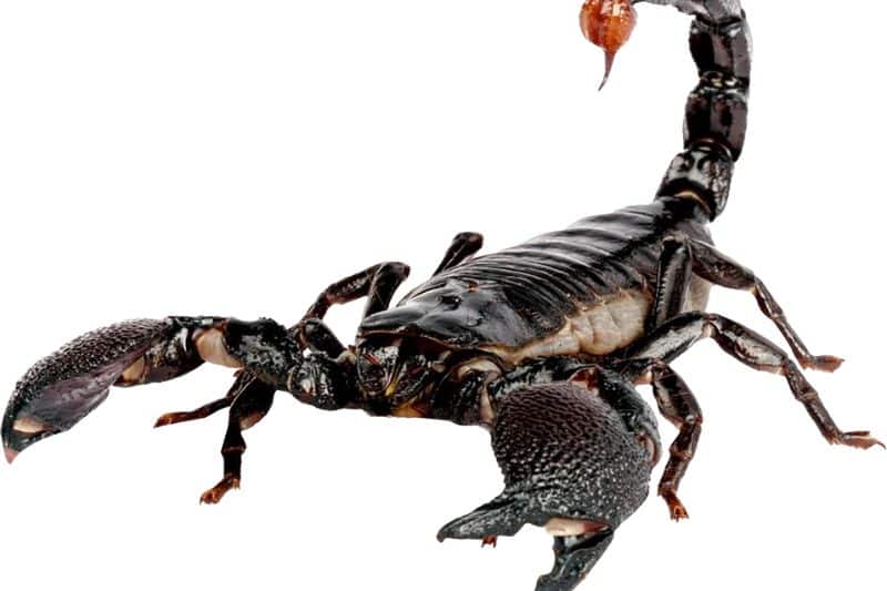 Skorpion: 11 spændende fakta om skorpioner