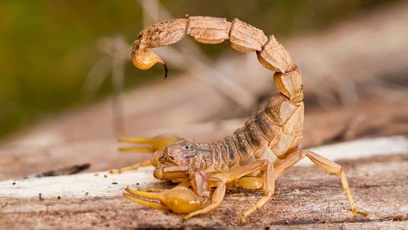 Skorpion: 11 spændende fakta om skorpioner