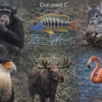 Dyr med C - 13 spændende dyr der starter med bogstavet C Dyr med C