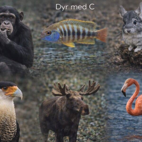 Dyr med C